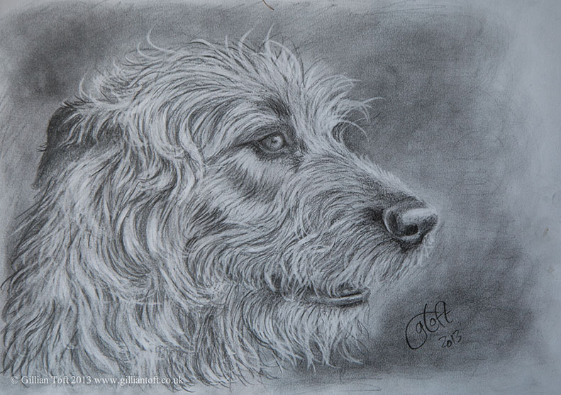 Lurcher drawn by Gillian Toft